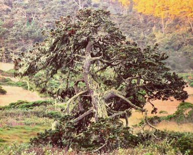 Christopher Burkett, Shore Pine, 1999: Christopher Burkett, Wild Shore Pine at Sunrise, California, 1999. Cibachrome print, 30 x 40 inches. Signed, titled and dated on the print verso, and mat recto. Mounted/Matted 40 x 46 inches. Conditio