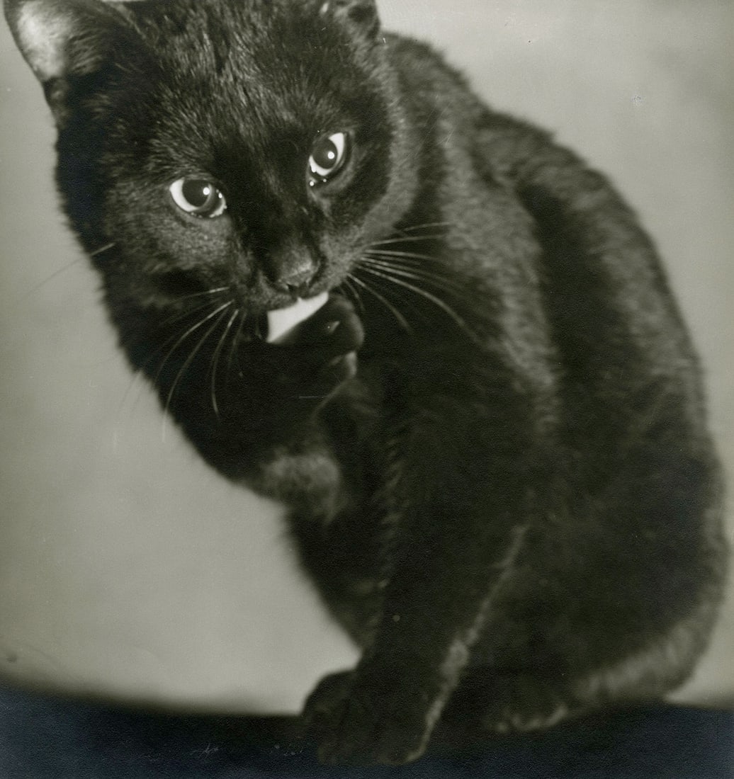 Fred G. Korth, Cat Portrait, c. 1930 (1 of 3)