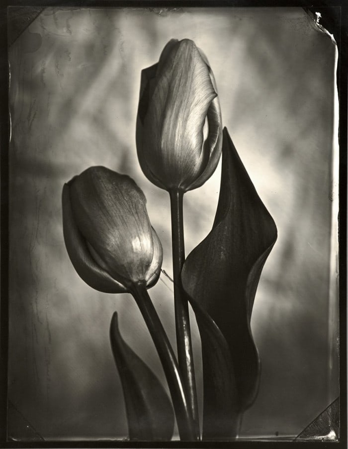 Tom Baril, Tulips, 2002 (1 of 2)