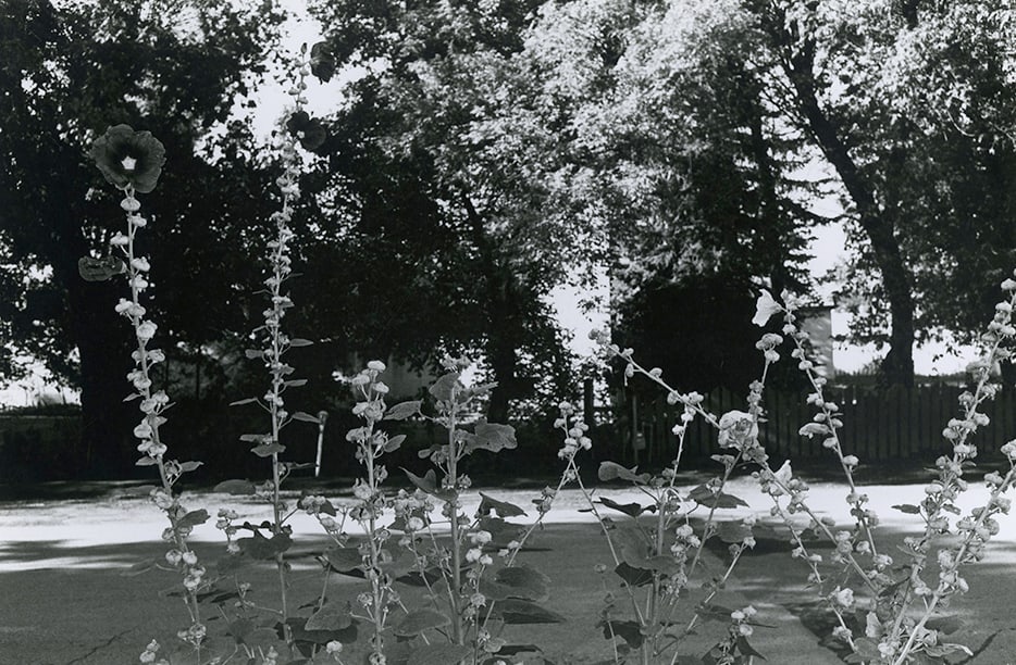 Lee Friedlander, Hollyhocks, 1972: Lee Friedlander, Hollyhocks, Taos, New Mexico, 1972. vintage gelatin silver print, 6 5/8 x 10 inches, mounted 16 x 20 inches. Signed on the mount recto and with edition 50/70. From the portfolio: Phot