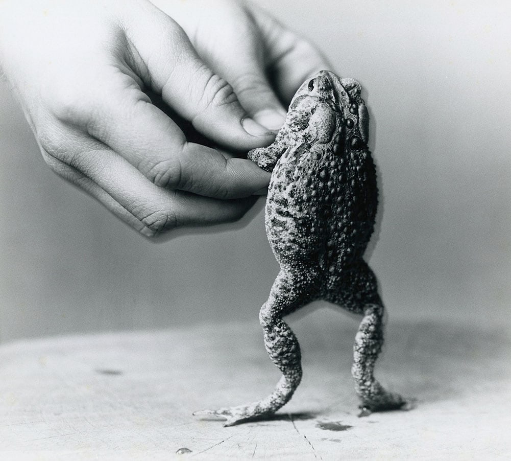 Barbara Morgan, Toad Prince, 1949 (1 of 3)