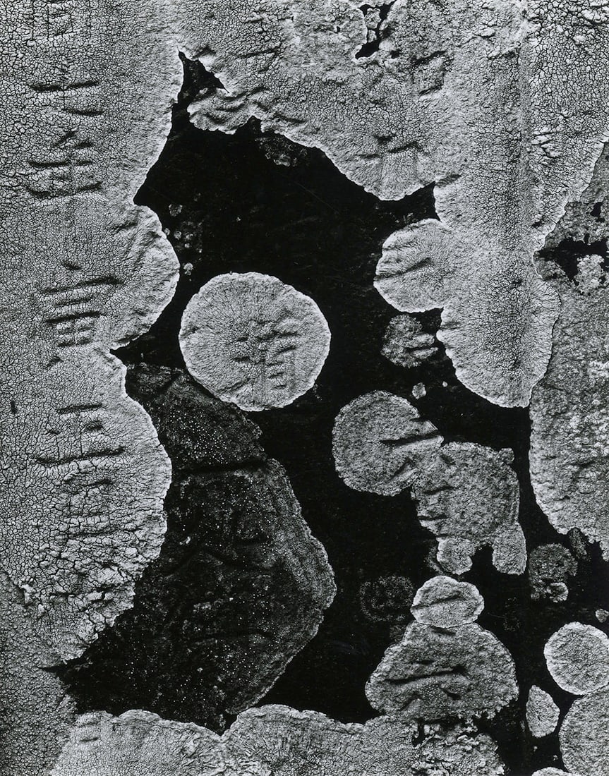 Brett Weston, Japan, 1970: Brett Weston, Japan, 1970. vintage gelatin silver print, 9 1/2 x 7 1/2 inches, mounted 15 x 13 1/4 inches. Signed on the mount recto. Condition is excellent Group F 64, Black and White master photogra