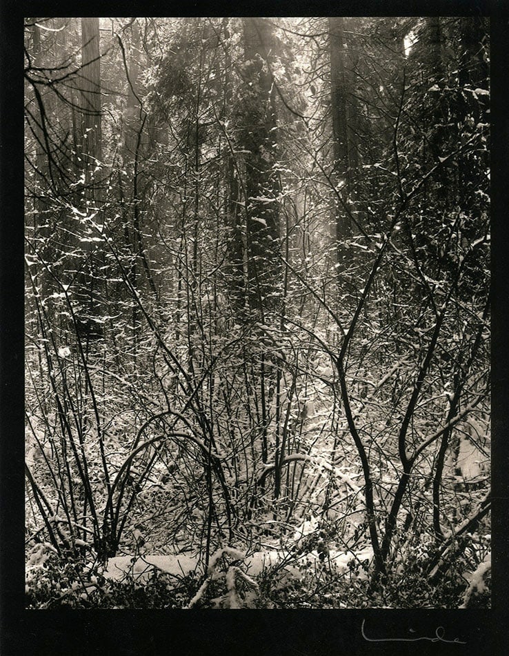Linda Connor, untitled, n.d.: Linda Connor, untitled, forest, n.d., archival pigment print, 6 1/2 x 5 inches. Signed on the print recto. Condition is excellent Landscape Photography, Large Format, View Camera, Trees Biography: Cel