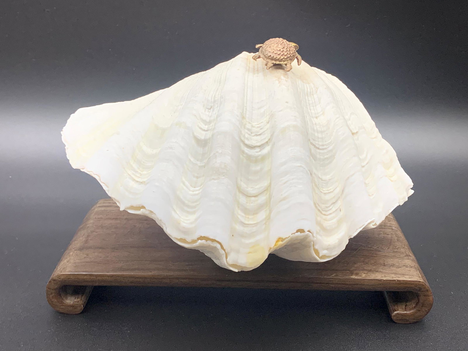 Clam shell made music box: stands not included; 7" x 4" x 4.25"