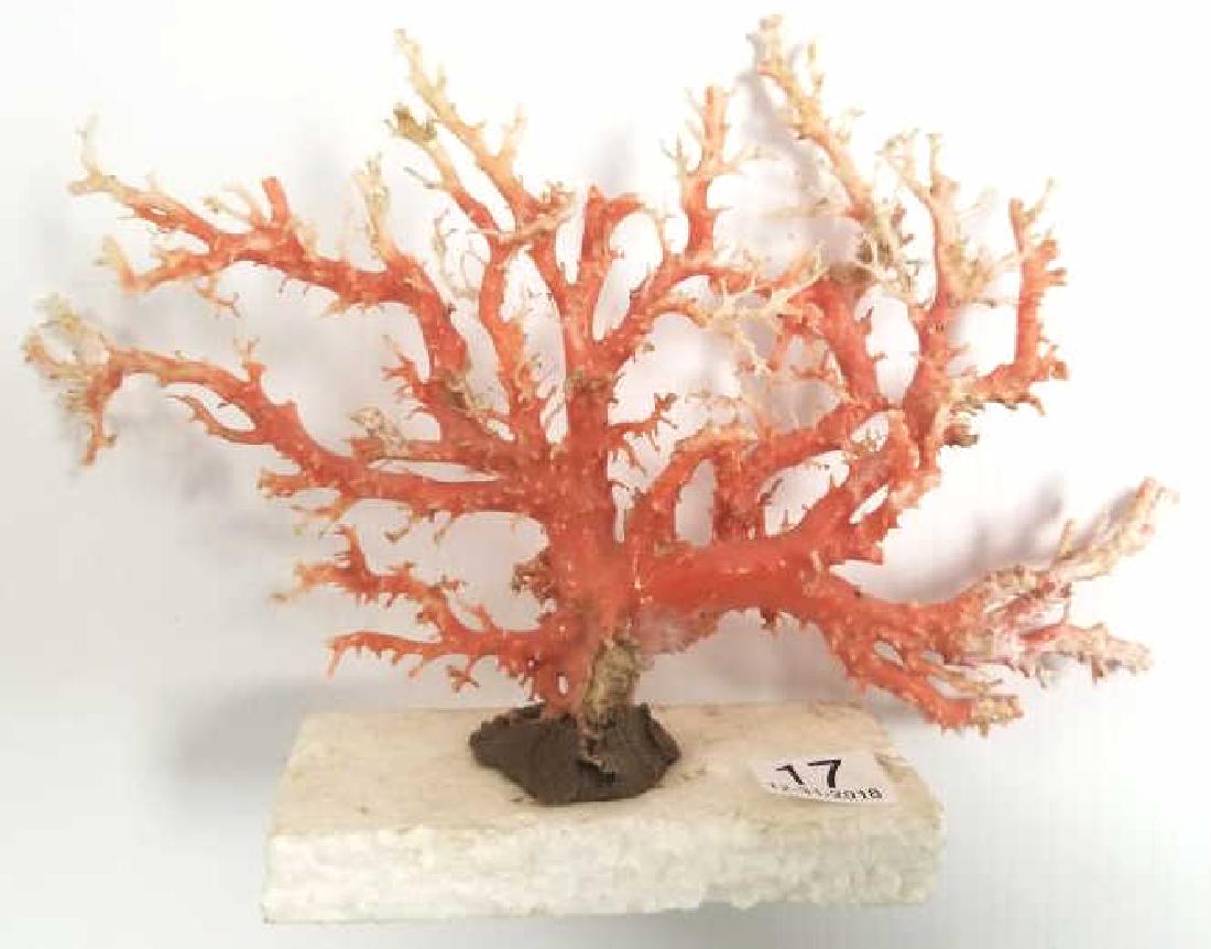 11" x 6" coral branch (with damages) (1 of 5)