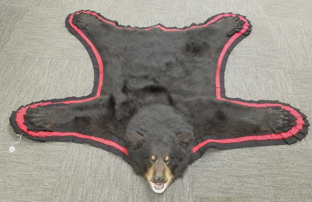 Black bear rug with head & claws- 54" tail to nose: Black bear rug with head & claws- 54" tail to nose