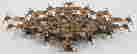 item-117081419=2