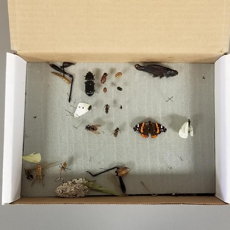 Jessica Chastain as Mrs O'Brien prop in movie "Tree of Life" - insect specimens used in movie with (1 of 8)