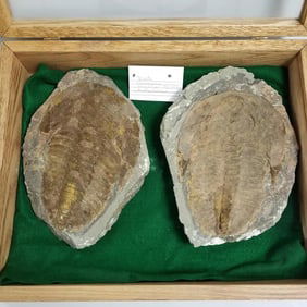 Trilobite in wooden display case approx 10 1/2"x 8" each, case measures 15" x 19" x 4"