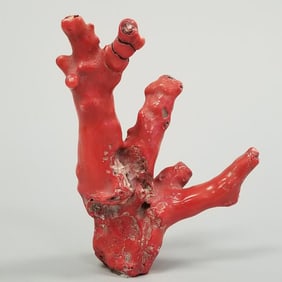 Red coral branch 500 grams, 7" long