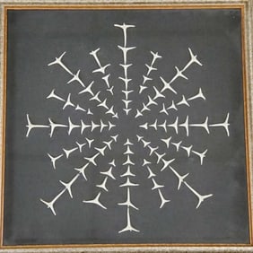 Collection fish bone/ sharks teeth? in shadow box frame- 16 1/2" x 16 1/2" OD