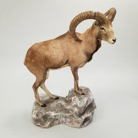 Vintage full body mount Mouflon sheep on faux stone base- 50 1/2"H 43"L 20"D OD