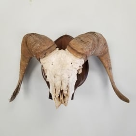 Bighorn sheep skull with horns mounted on wood approx 17"H 22 1/2"W 14 1/2"D OD