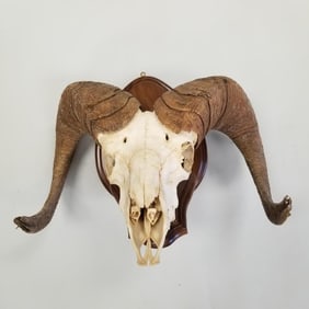 Bighorn sheep skull with horns mounted on wood approx 15"H 19 1/2"W 15 3/4"D OD