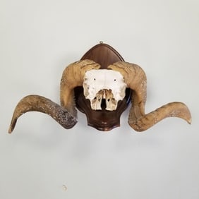 Corsican ram skull with horns mounted on wood- approx 15"H 24"W 10 1/2"D OD