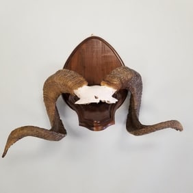 Corsican ram skull with horns mounted on wood- approx 19"H 22 1/4"W 10 1/2"D