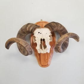 Corsican ram skull with horns mounted on wood- approx 14 1/2"H 18"W 8 1/2"D