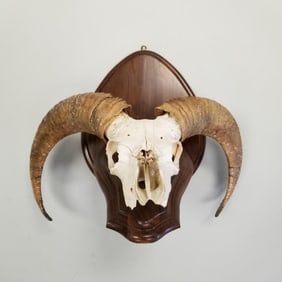 Bighorn sheep skull with horns mounted on wood- approx 15"H 17 1/2"W 13 1/2"D
