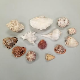 Group seashells incl helmet conch, thorny oyster, sea urchin, etc- 11" longest