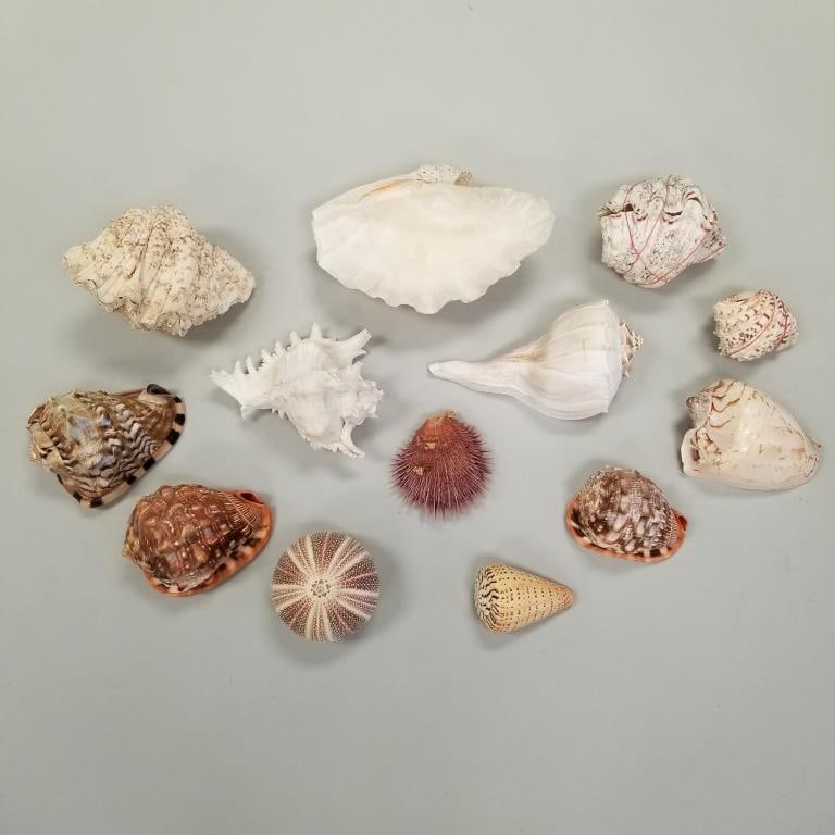 Group seashells incl helmet conch, thorny oyster, sea urchin, etc- 11" longest (1 of 20)