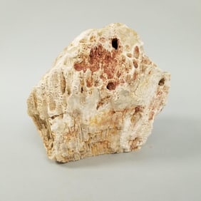 Large agatized colonial coral specimen- 25 lbs, 9" x 9" x 7"