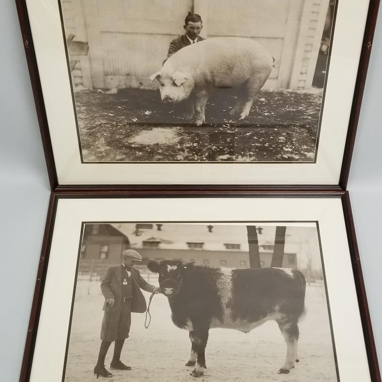 2 vintage G.N.Ry Co. enlarged animal photographs- framed 24 1/2"H 31"W OD each (1 of 18)