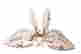 item-112916729=2