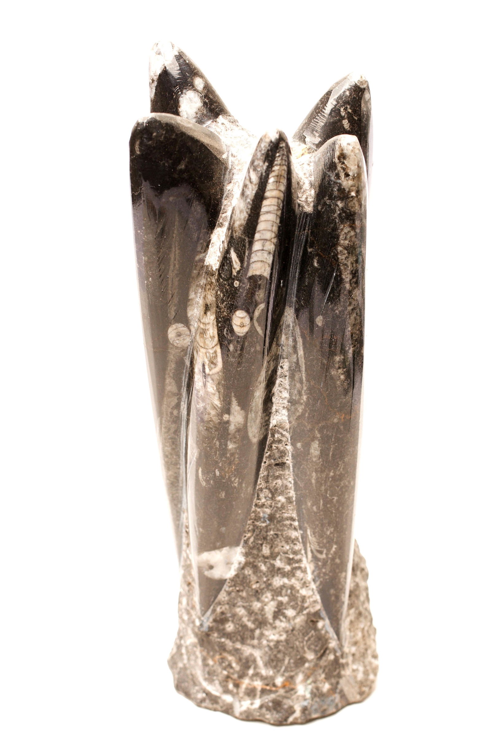 Polished Orthoceras Fossil Tower (1 of 3)