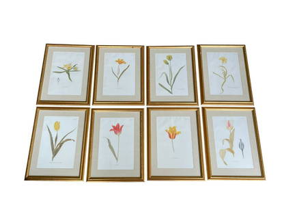 Framed Botanicals, Set of 8: 15.5w x 20.5h