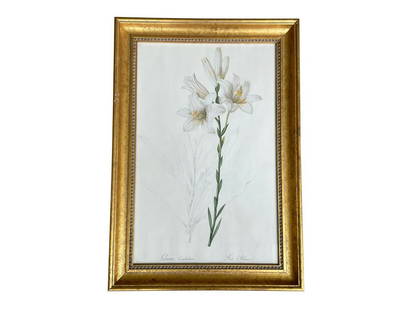 Lilium Candidum Framed Print: 16.25w x 23.5h