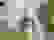 item-97837728=2
