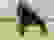item-97837760=7