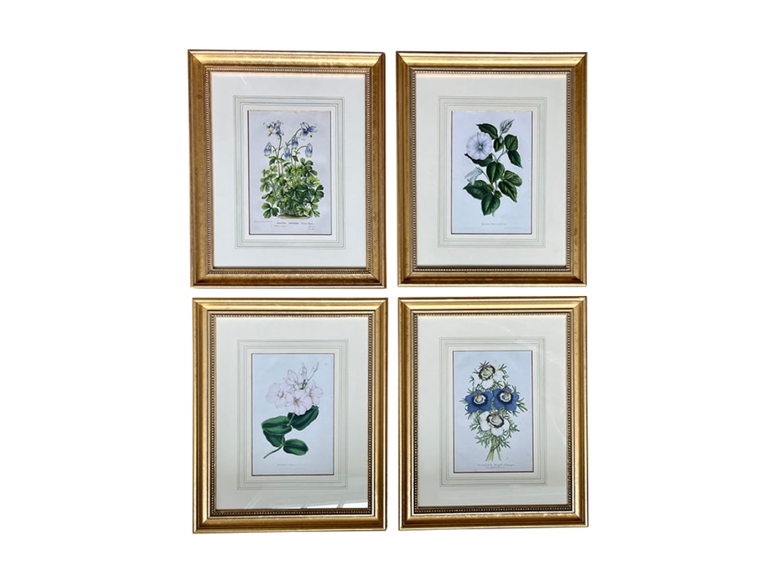 Gold Framed Hand Colored Botanicals, Set of 4 (1 of 7)