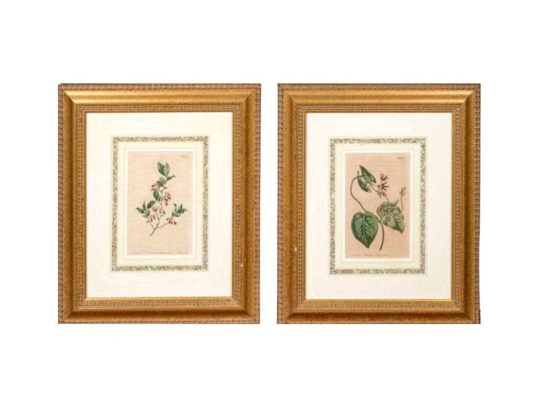 Antique Hand-Colored Botanical Prints, Pair (1 of 7)