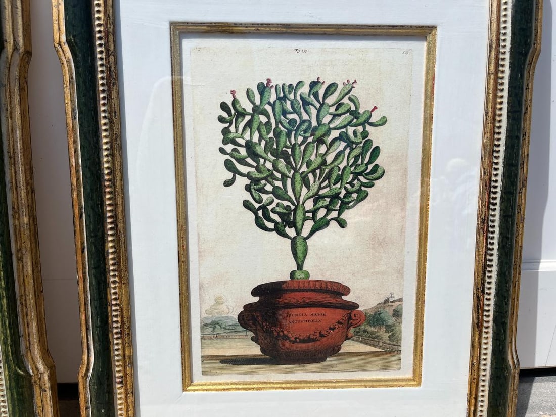 Trowbridge Framed Botanicals - 5