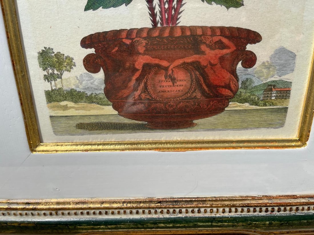 Trowbridge Framed Botanicals - 6
