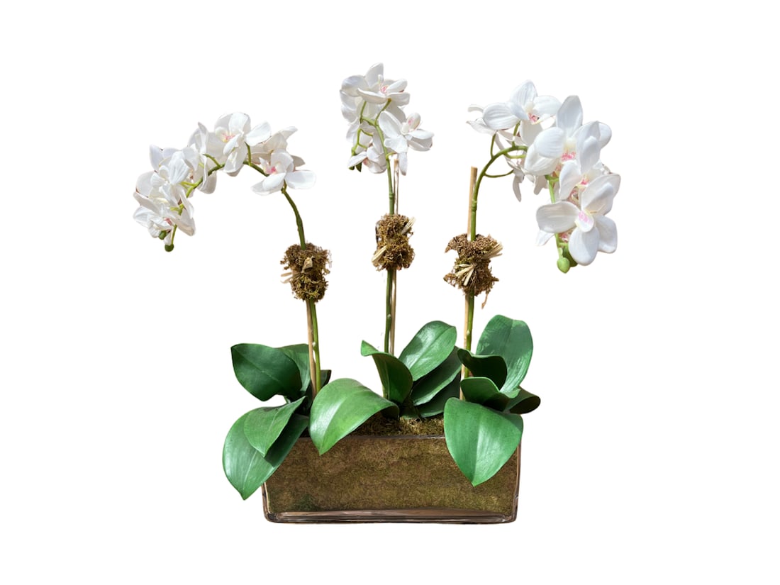 Diane James Phalaenopsis Orchids in Glass, Three Stems: 12in. w x 4in. d x 20in. h. PLEASE READ BEFORE BIDDING: There is one scheduled pickup date for this auction on Friday, May 15th from 9am- 12pm at a private residence in Rye, NY. The address will be