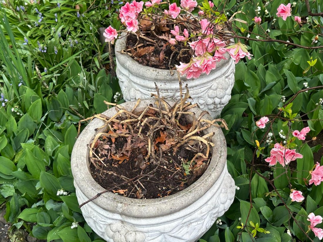 Planters with Grape Motif, Pair - 3