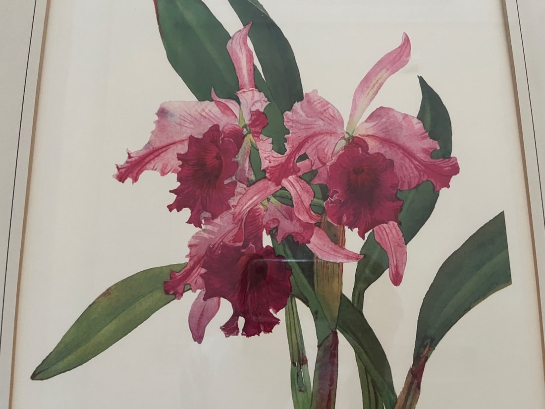 Framed Hand-Colored Botanicals - 5