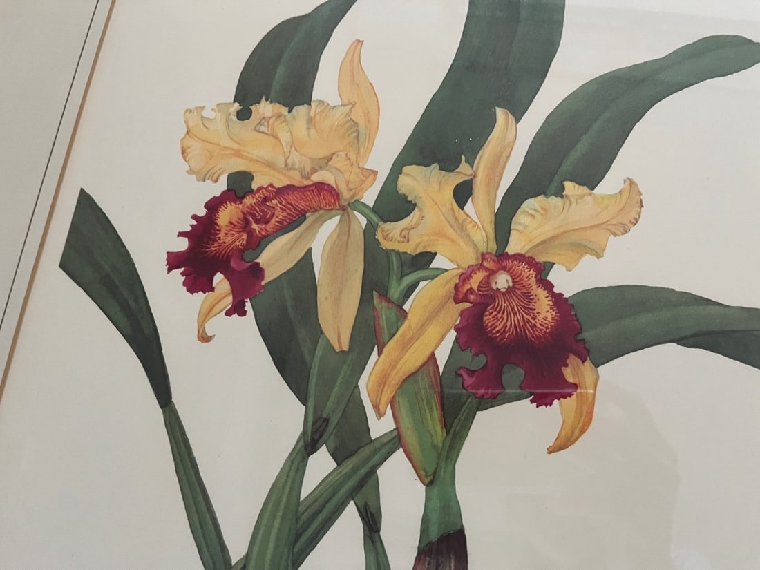 Framed Hand-Colored Botanicals - 6