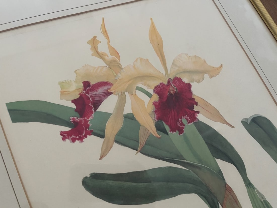 Framed Hand-Colored Botanicals - 7