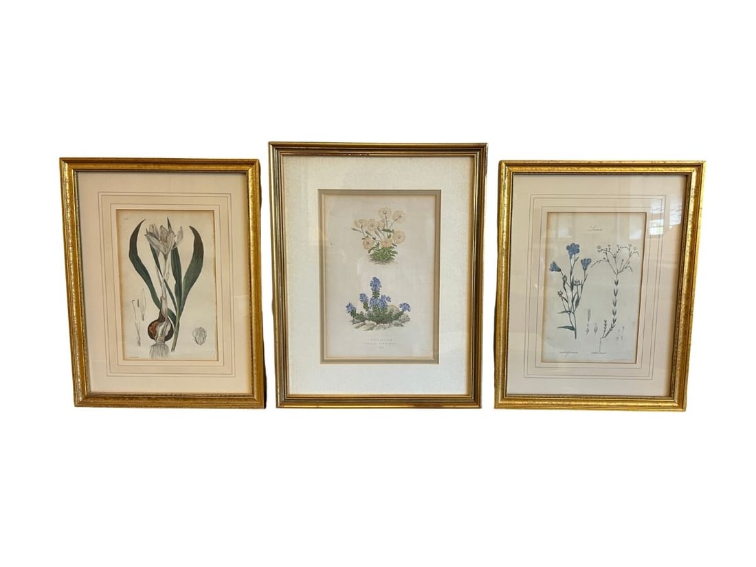 Framed Botanicals, Set of 3: Weddell Fecit piece 11in w x 14.5in h x 1in dCatharticum piece 11in w x 14.5in h x 1in dVeronica numeularia piece 12in w x 15.5in h x .75in d
