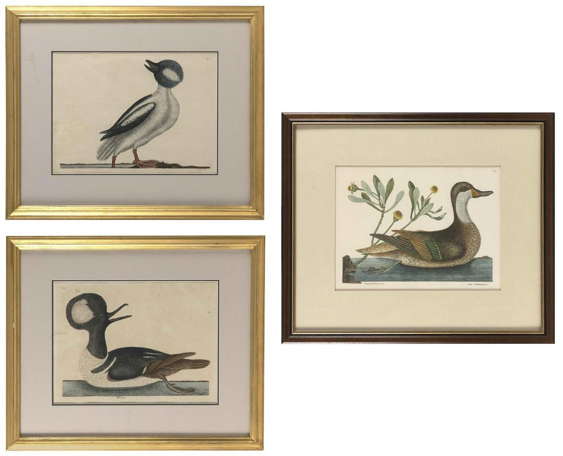 AFTER MARK CATESBY, South Carolina/England, 1683-1749,: AFTER MARK CATESBY South Carolina/England, 1683-1749 Three prints: 1) "The Round Chested Duck". 10.75" x 14" sight. Framed 19" x 22". 2) "The Bufflehead Duck". 10.75" x 14" sight. Framed 19" x 22". 3)
