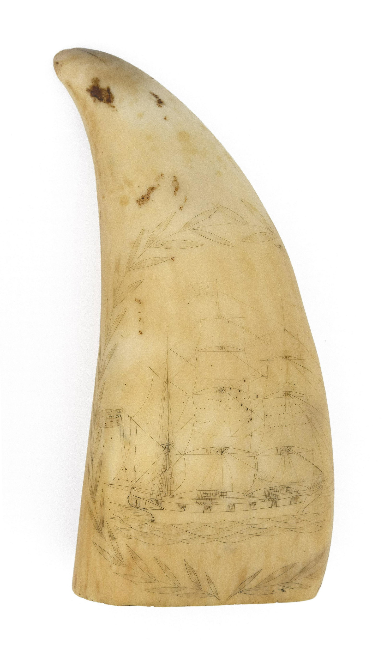 SCRIMSHAW WHALE'S TOOTH WITH PORTRAIT OF A BARK: SCRIMSHAW WHALE'S TOOTH WITH PORTRAIT OF A BARK Mid-19th Century Flying a faint "W" flag from the mainmast and a British ensign off the stern. Some points on the sails deeply stippled. Surro