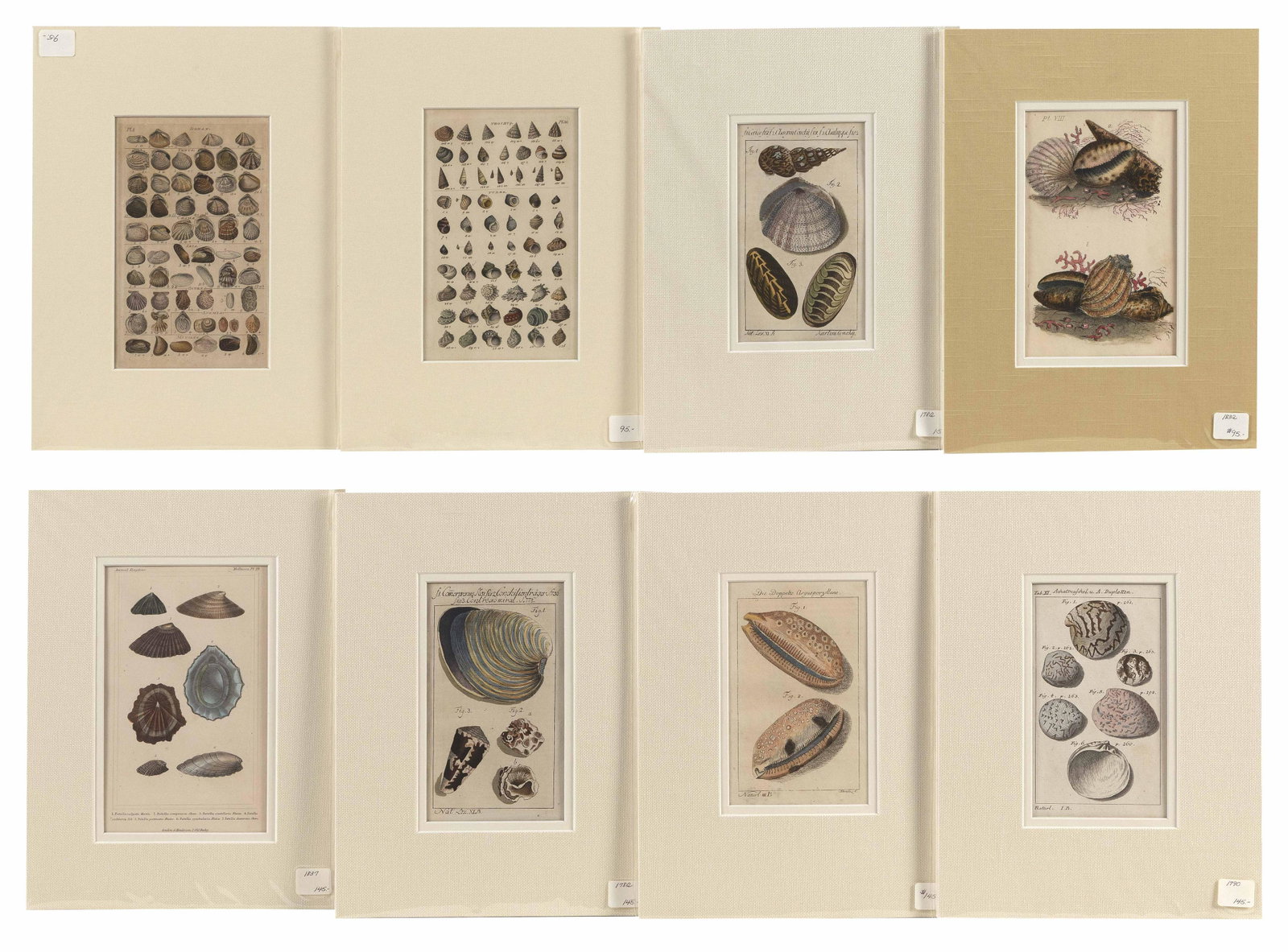 EIGHT SEASHELL BOOKPLATES 19th Century Matted 12" x 9".: EIGHT SEASHELL BOOKPLATES 19th Century Matted 12" x 9". Unframed. Provenance: The Estate of Sandra L. Moran of Yarmouth Port, Massachusetts.