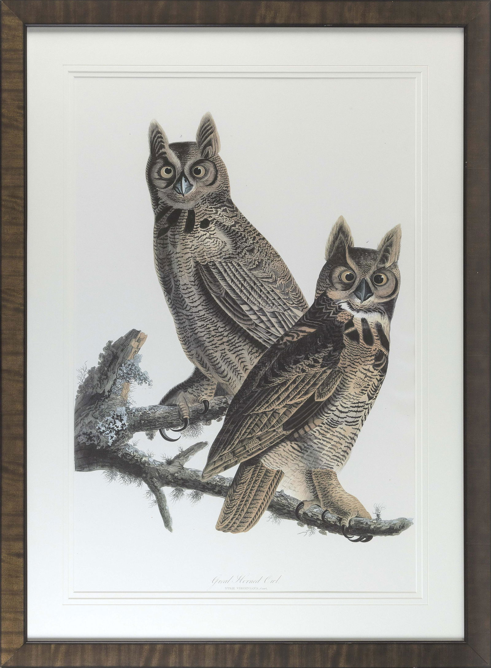 AUDUBON SOCIETY/ABBEVILLE PRESS PRINT “GREAT HORNED (1 of 2)