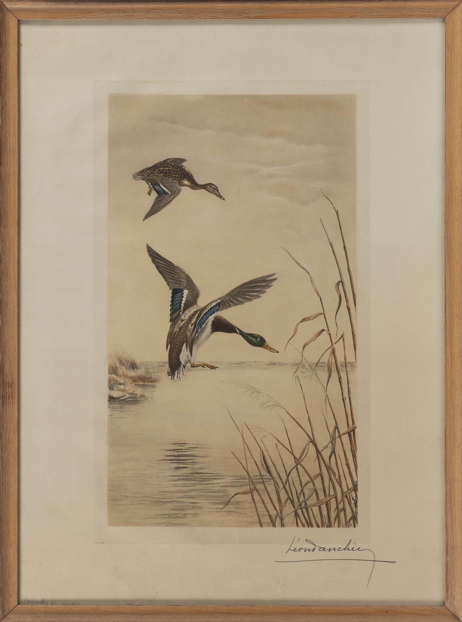 LEON DANCHIN America/France, 1887-1938 Mallard ducks in: LEON DANCHINAmerica/France, 1887-1938Mallard ducks in flight. Signed in pencil lower right "Leon Danchin".Hand-colored etching, 29.5" x 21.5" sight. Framed 31.5" x 23.5".