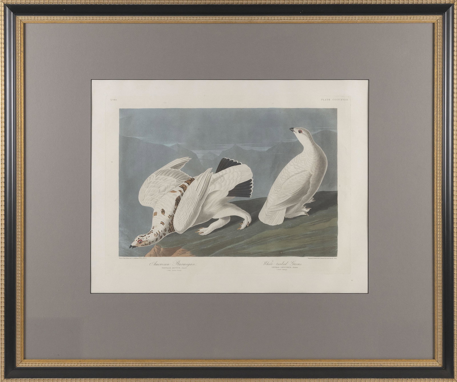 JOHN JAMES AUDUBON ELEPHANT FOLIO AQUATINT ENGRAVING OF: JOHN JAMES AUDUBON ELEPHANT FOLIO AQUATINT ENGRAVING OF GROUSE Early 19th Century â€œAmerican Ptarmigan” and â€œWhite-tailed Grouse”. Plate CCCXVIII, No. 84. Marked lower right â�