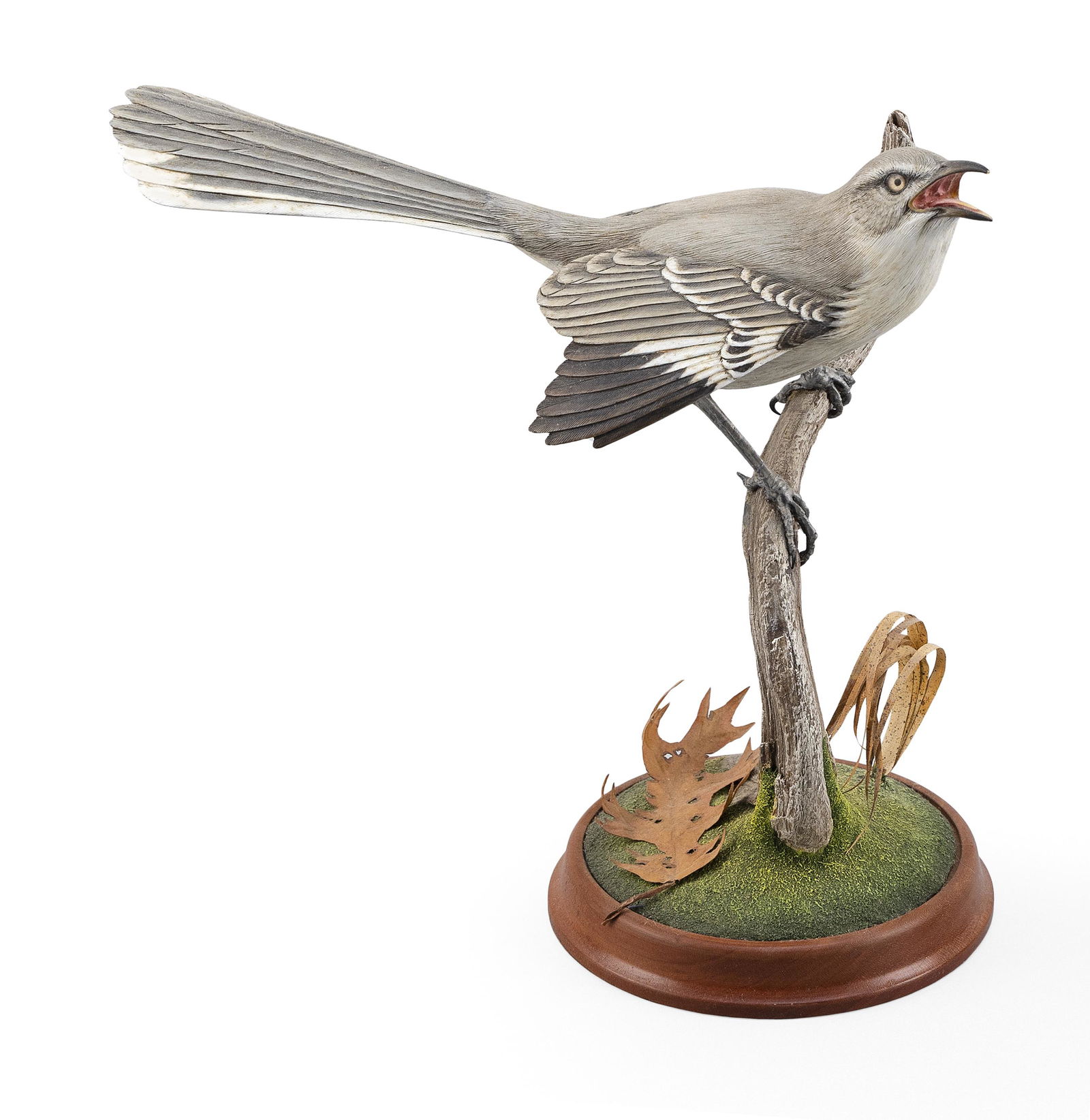 RICHARD PALMER MOCKINGBIRD Middleboro, Massachusetts, (1 of 3)