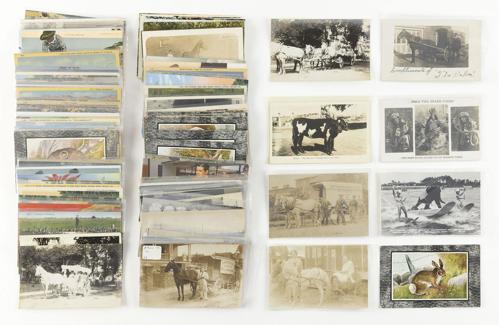 (TOPICAL) ANIMALS: 159 POSTCARDS Early to Late 20th (1 of 1)